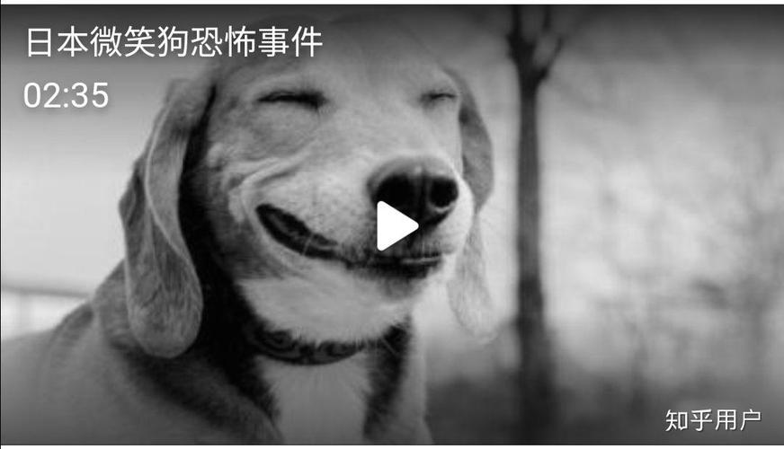微笑狗的诅咒是真的吗，微笑狗背后故事是什么  第4张