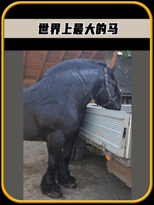 世界上最大的动物是蓝鲸吗，世界上最大的动物是蓝鲸,体重一般是100  第2张