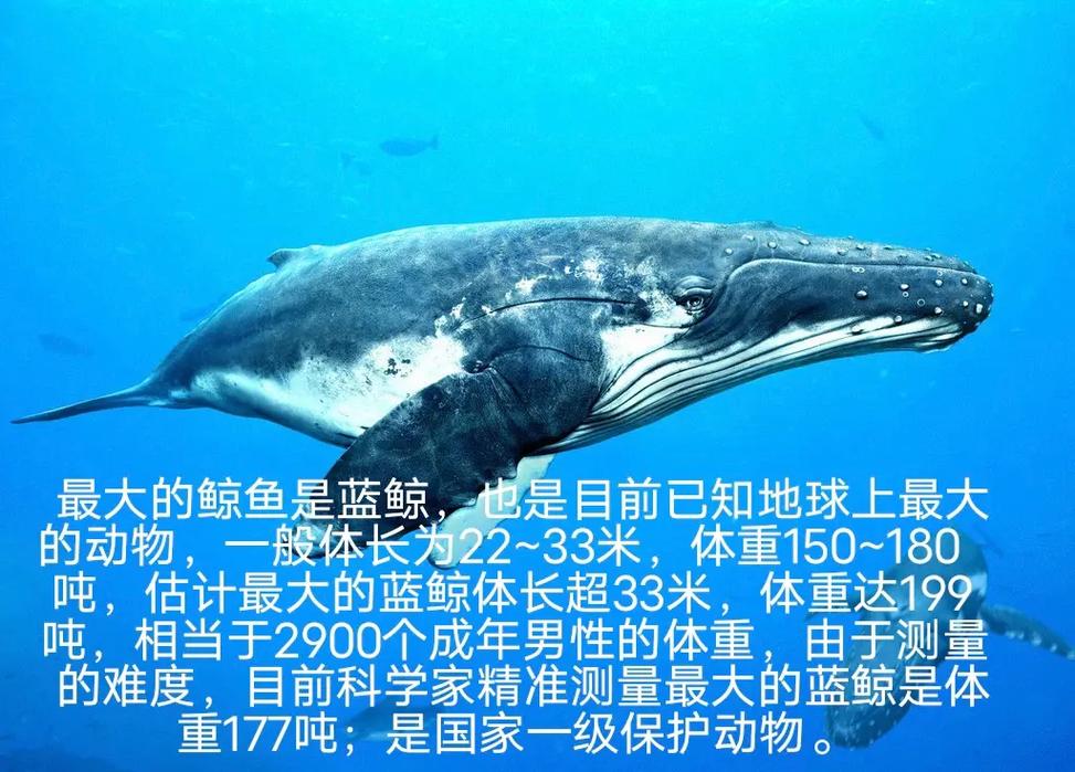世界上最大的动物是蓝鲸吗，世界上最大的动物是蓝鲸,体重一般是100  第3张