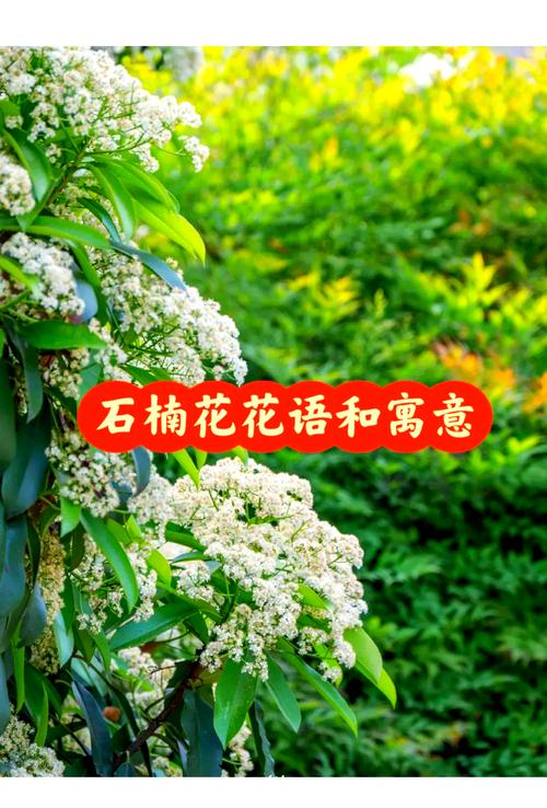 石楠花为什么有人觉得香，为什么石楠花的味道像？  第3张