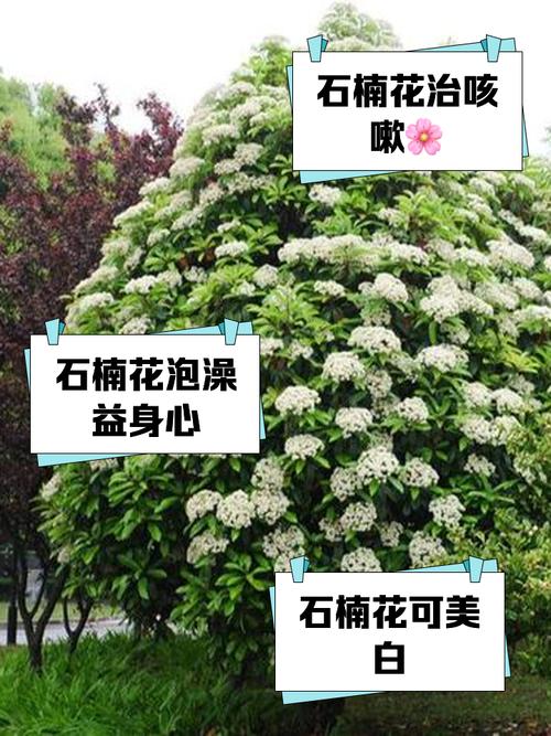 石楠花为什么有人觉得香，为什么石楠花的味道像？  第5张