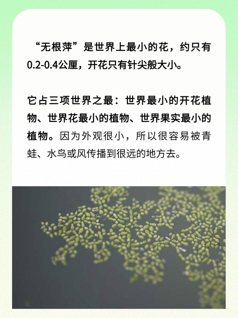 世界上最小的花像什么，世界上最小的花是什么花连肉眼都看不到？  第2张