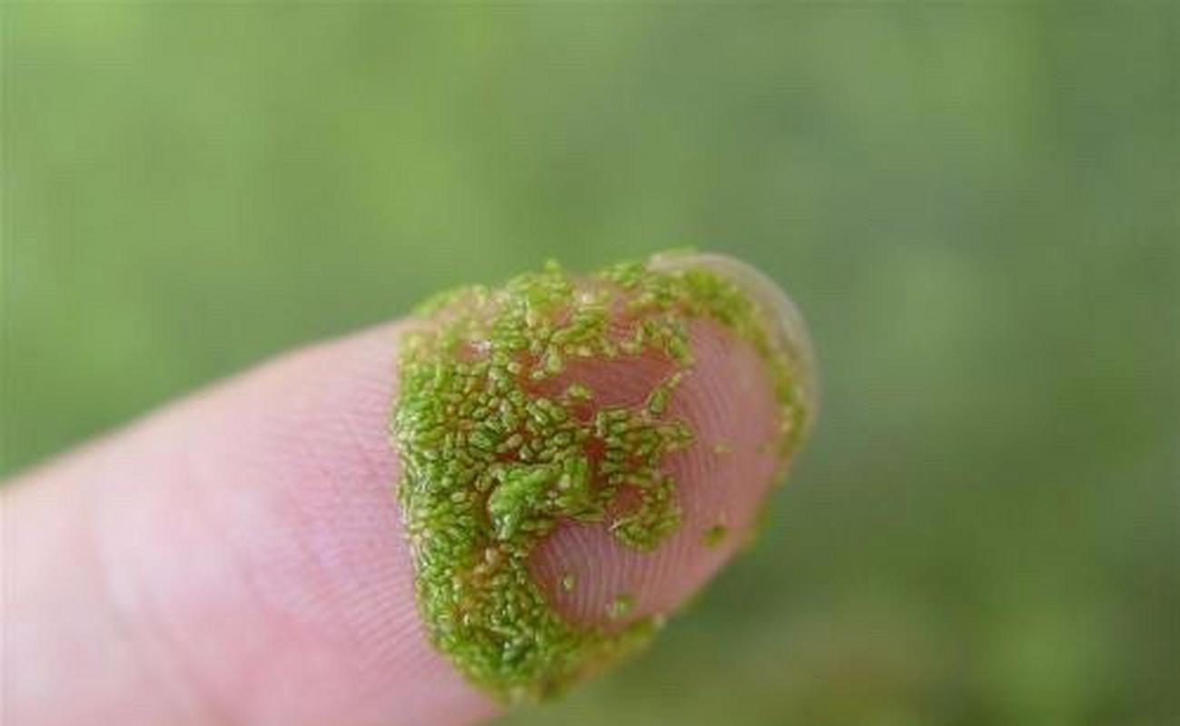 世界上最小的花像什么，世界上最小的花是什么花连肉眼都看不到？  第4张