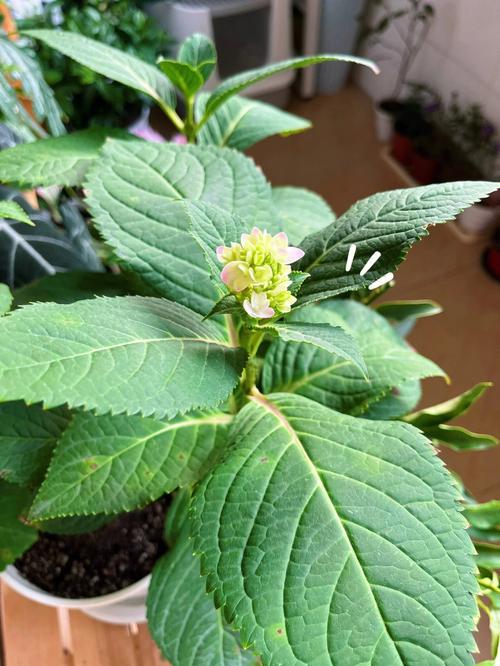 世界上最小的花像什么，世界上最小的花是什么花连肉眼都看不到？  第6张