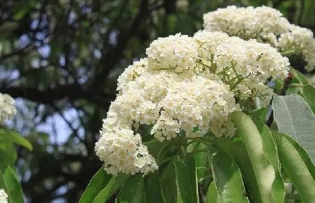 石楠花为什么臭名昭著？石楠花为什么这么难闻？  第1张