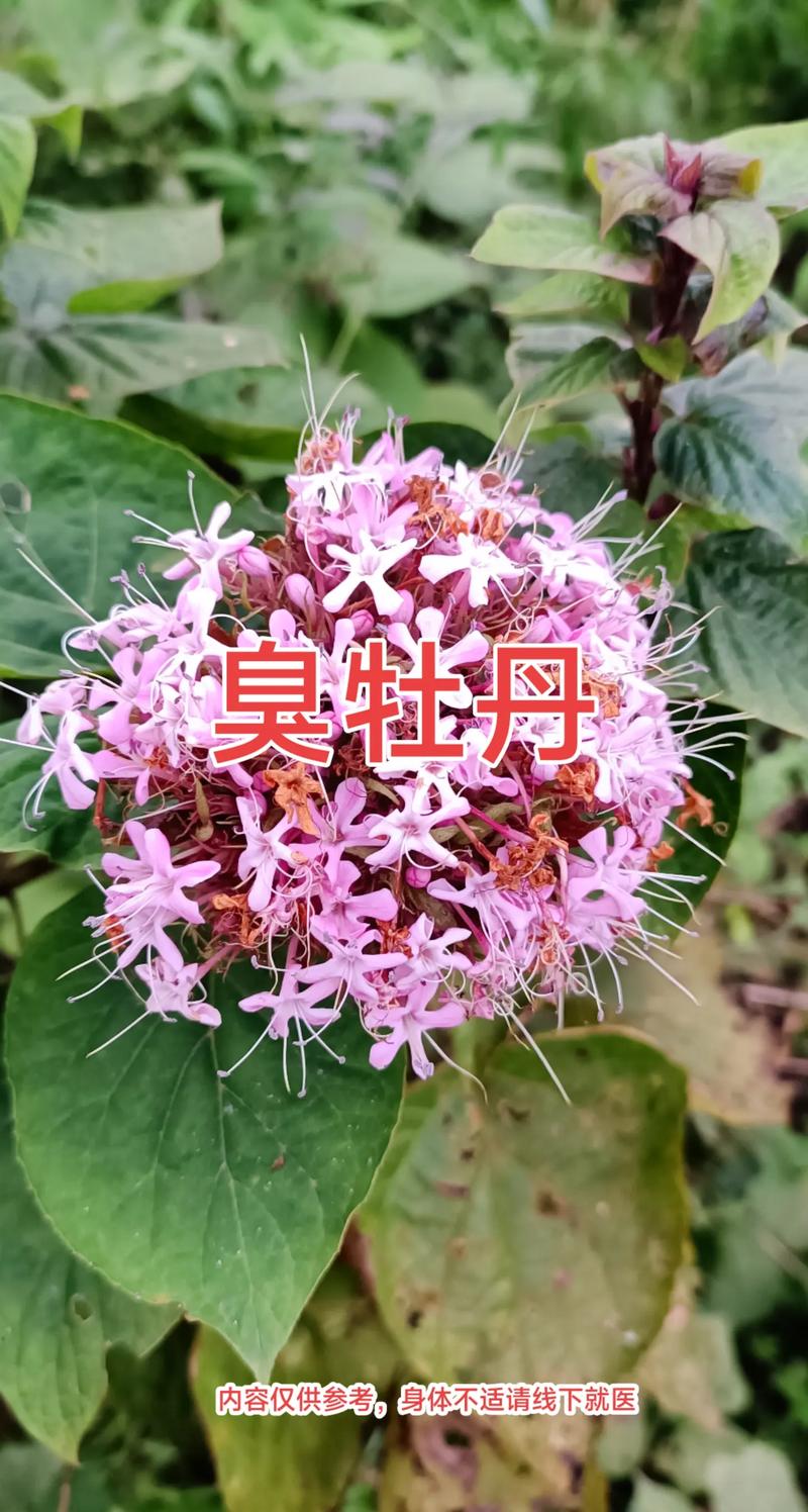 石楠花为什么臭名昭著？石楠花为什么这么难闻？  第3张