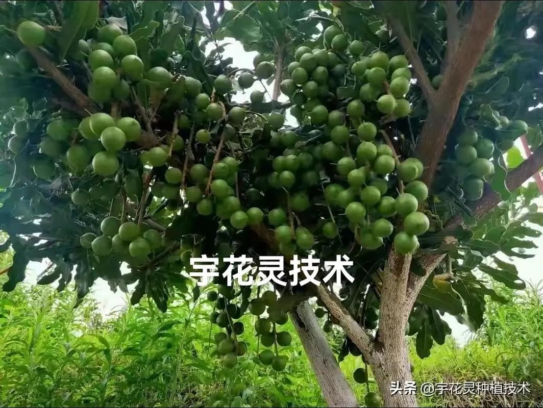 石楠花为什么臭名昭著？石楠花为什么这么难闻？  第5张