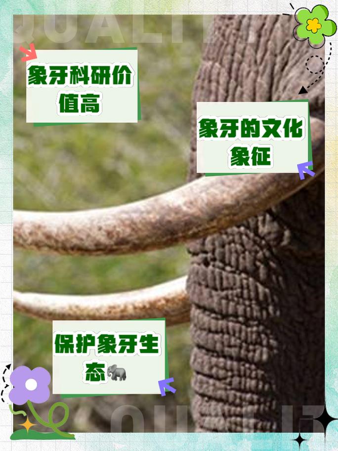 象牙族人视频，象牙族人拍的片子  第5张