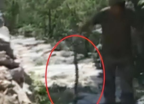 中国八三年蛇灾是真的吗？中国八三年蛇灾电影？  第3张