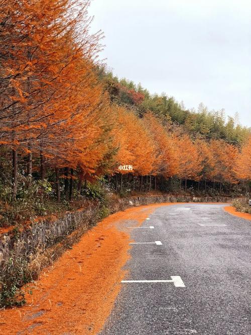 东阳东白山实时天气，东阳东白山实时天气情况  第5张