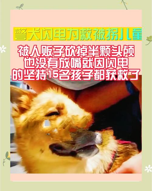 警犬闪电还活着吗，军犬闪电故事是真的吗？  第1张