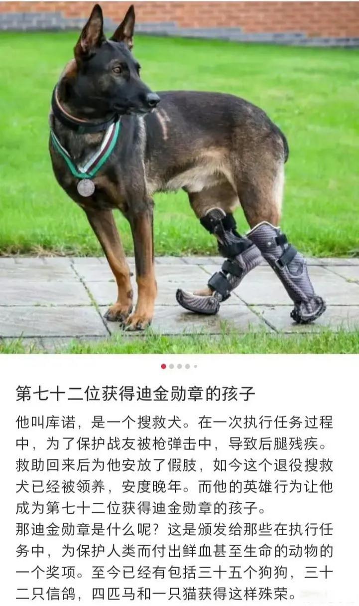 警犬闪电还活着吗，军犬闪电故事是真的吗？  第2张