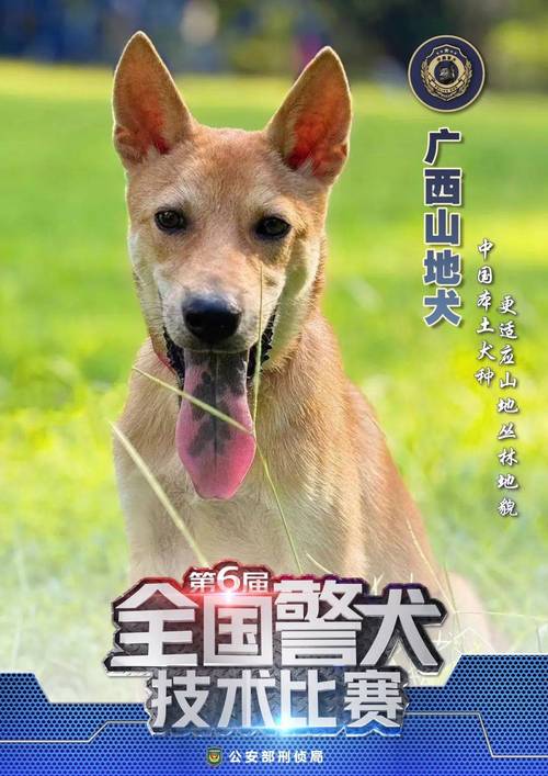 警犬闪电还活着吗，军犬闪电故事是真的吗？  第3张