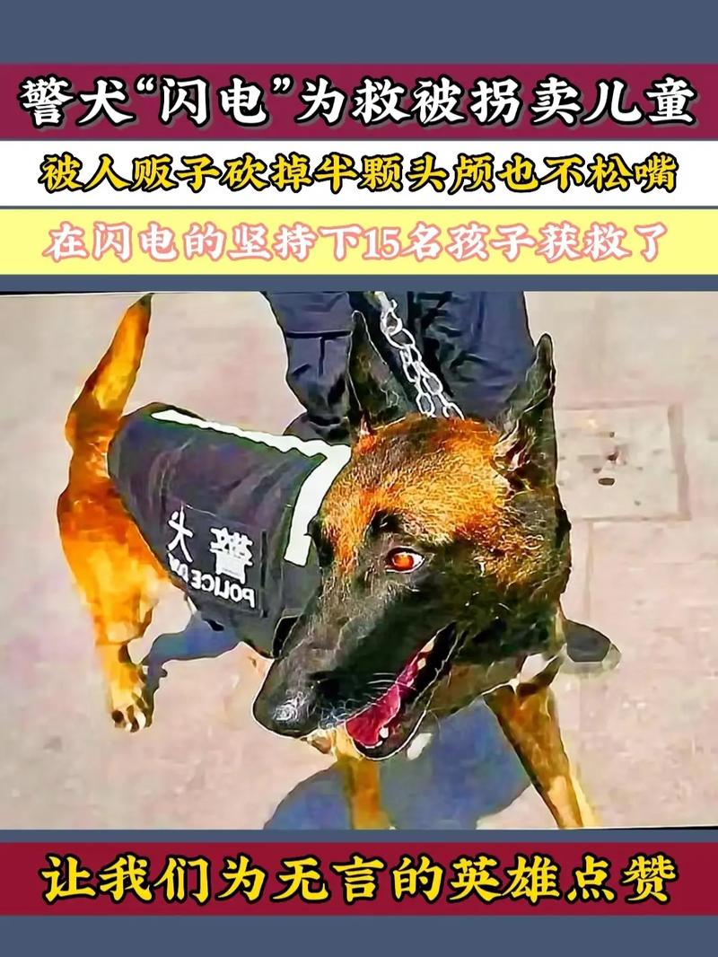 警犬闪电还活着吗，军犬闪电故事是真的吗？  第5张