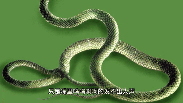 马来西亚人头蛇身怪物？马来西亚的蛇？  第1张