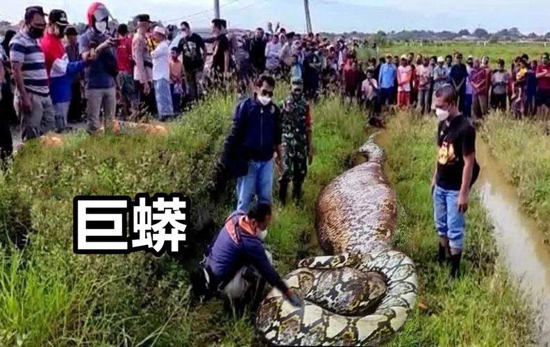 巨蛇真实事件，关于巨蛇的真实故事  第4张