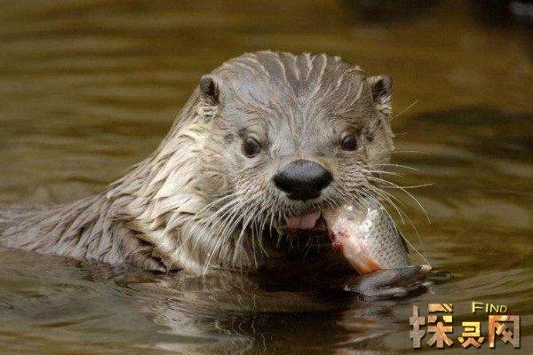 水猴子到底是什么？水猴子到底是什么动物？  第5张
