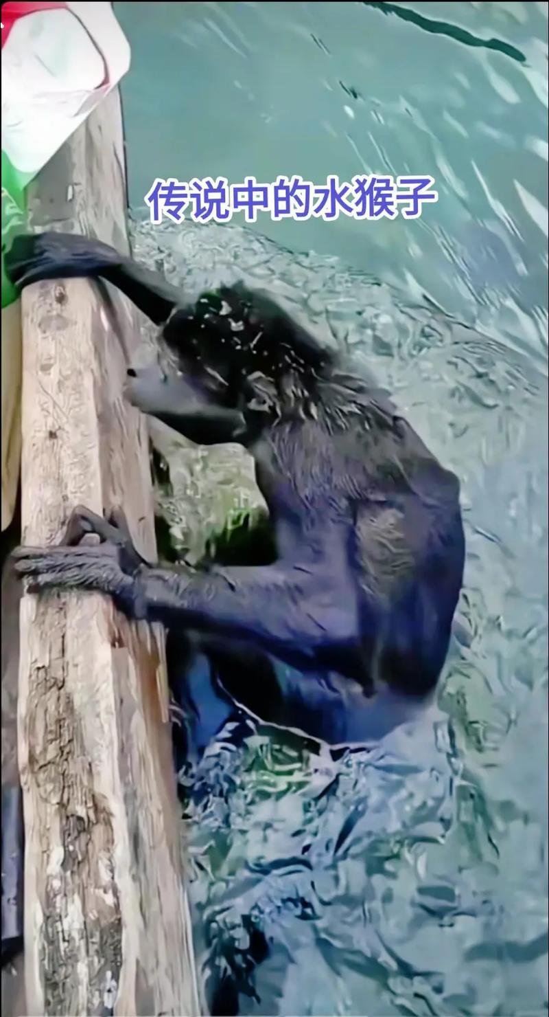 水猴子到底是什么？水猴子到底是什么动物？  第6张