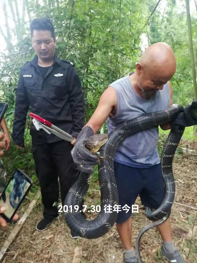 中国真实大蛇事件，中国大蛇长什么样子？  第3张
