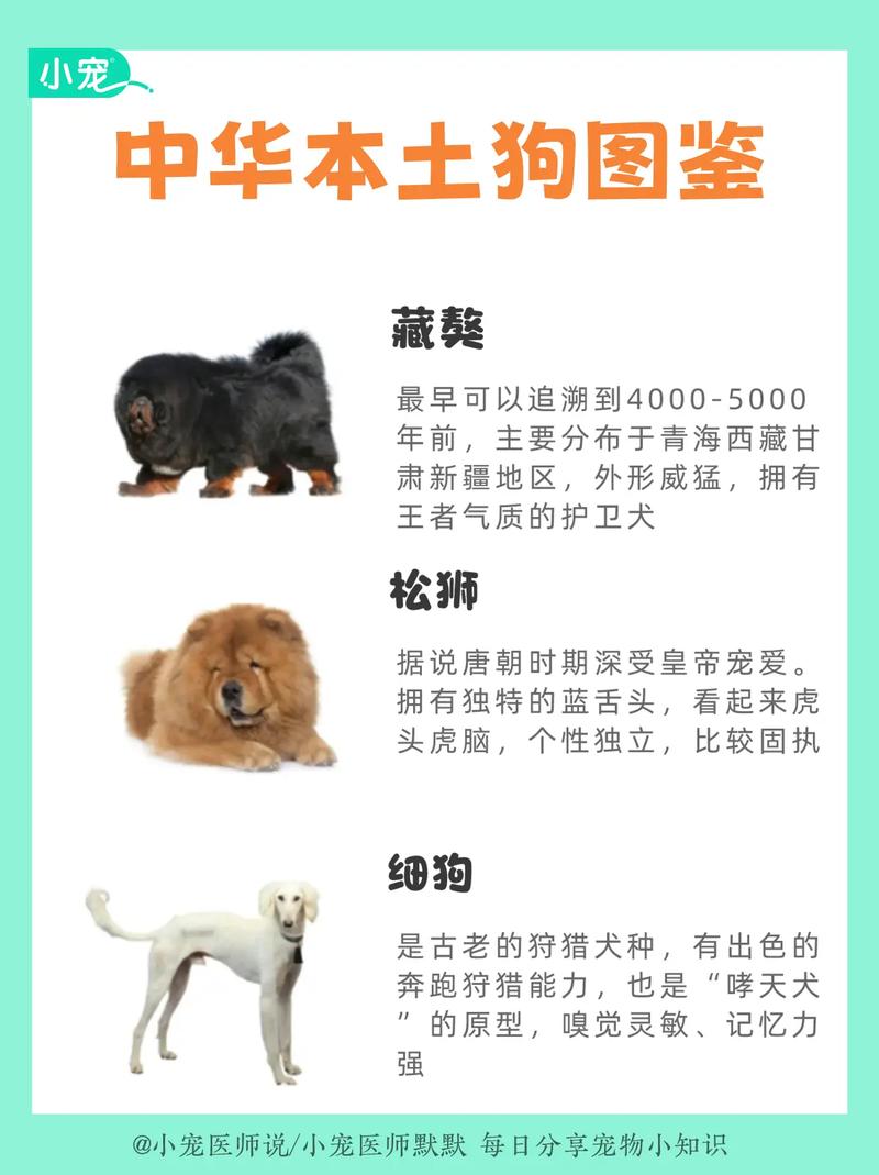 最贵的狗排名榜前十名，最贵的狗排名榜前十名品种？  第1张