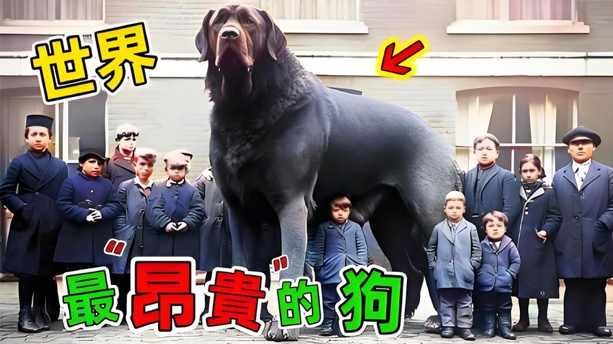 最贵的狗排名榜前十名，最贵的狗排名榜前十名品种？  第5张