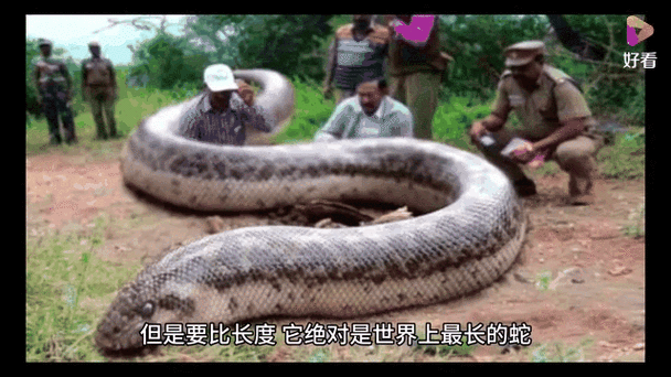 云南挖到大蟒蛇事件，云南蟒蛇被挖掘机挖段  第4张
