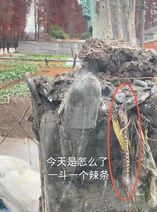 云南挖到大蟒蛇事件，云南蟒蛇被挖掘机挖段  第5张