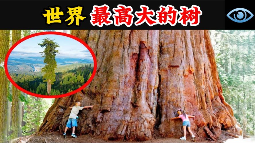 世界上比较高的树的图片，世界上比较高的树的图片是什么  第1张