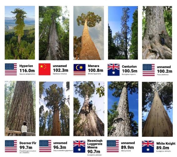 世界上比较高的树的图片，世界上比较高的树的图片是什么  第2张
