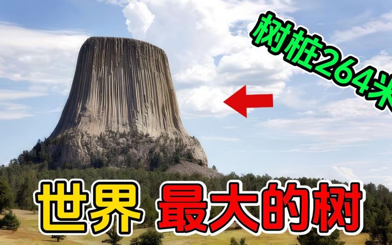世界上比较高的树的图片，世界上比较高的树的图片是什么  第5张