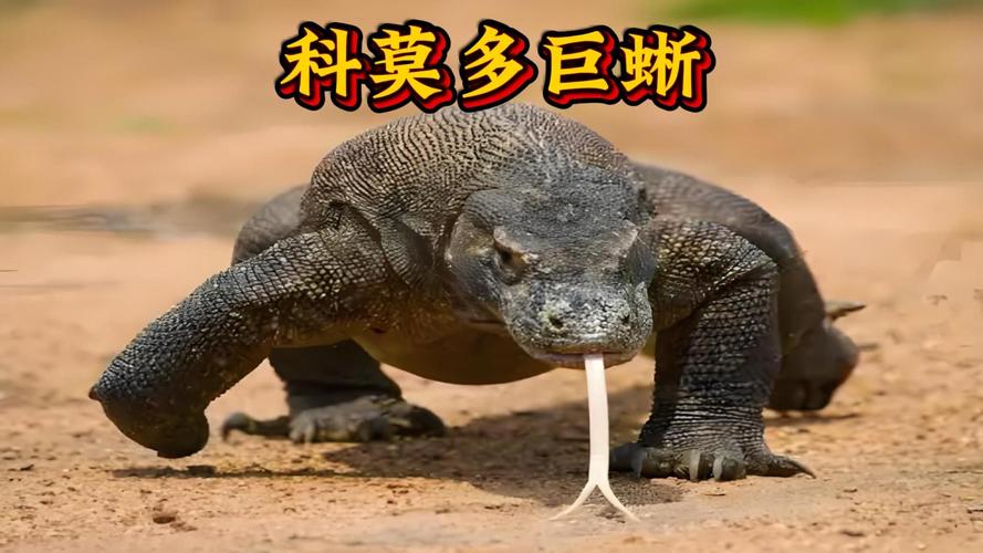 爪哇虎吃科莫多巨蜥视频，爪哇虎为什么不怕巨蜥的毒液？  第5张