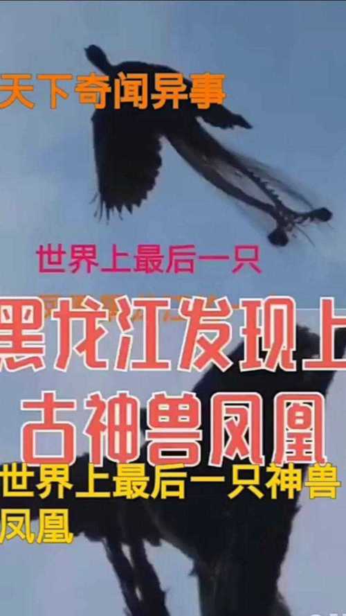 世界上有凤凰吗？世界上有凤凰吗真实视频？  第4张