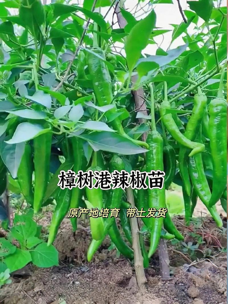 潜江市时段天气预报，潜江天气预报24小时详情  第4张