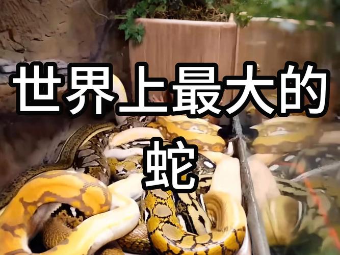 世界第一巨蛇，世界第一巨蛇最长？  第5张
