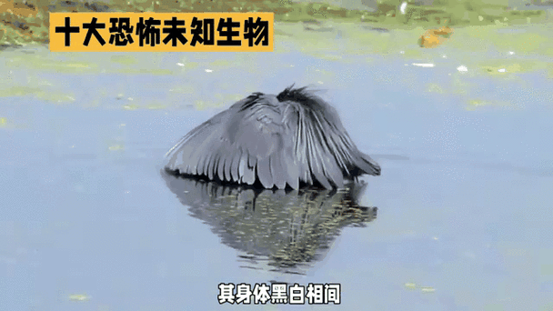 全球前十神秘生物？前十神秘生物 吓人？  第2张