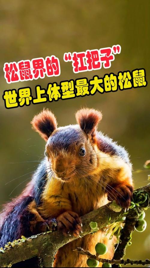 世界上最大的松鼠，世界上最大的松鼠科动物  第5张