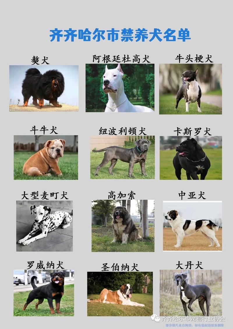 中国前十禁犬，中国前十禁犬家养  第3张