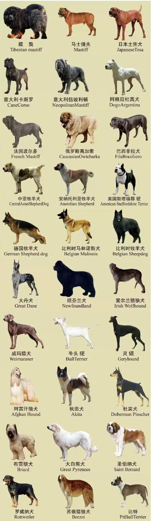 中国前十禁犬，中国前十禁犬家养  第6张