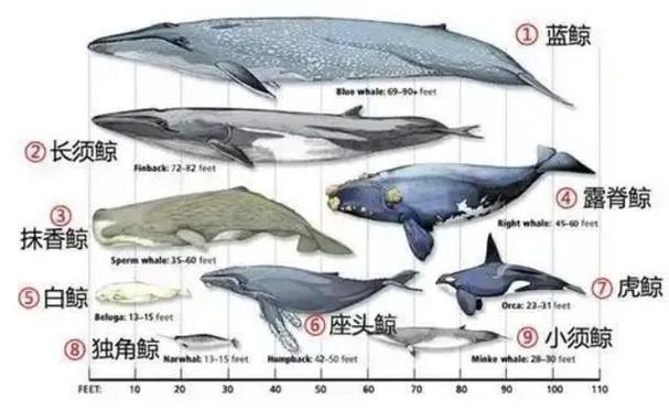 抹香鲸vs大王乌贼真实视频，我想看抹香鲸和大王乌贼大战？  第1张