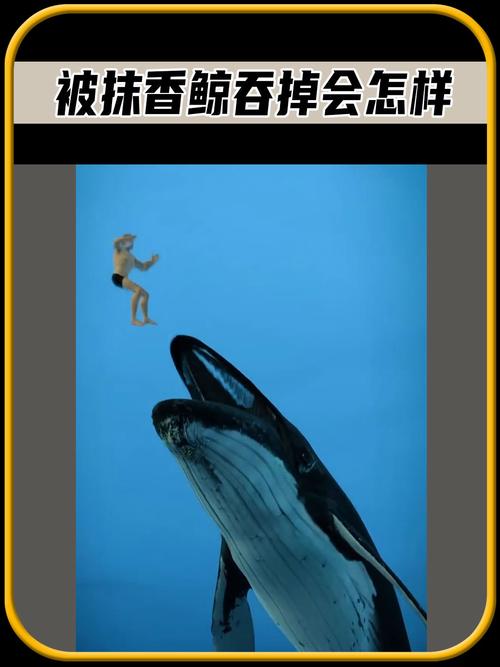 抹香鲸vs大王乌贼真实视频，我想看抹香鲸和大王乌贼大战？  第4张