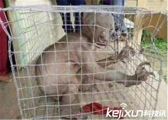 广东抓到一只水鬼视频？广东抓到一只水鬼视频大全？  第5张