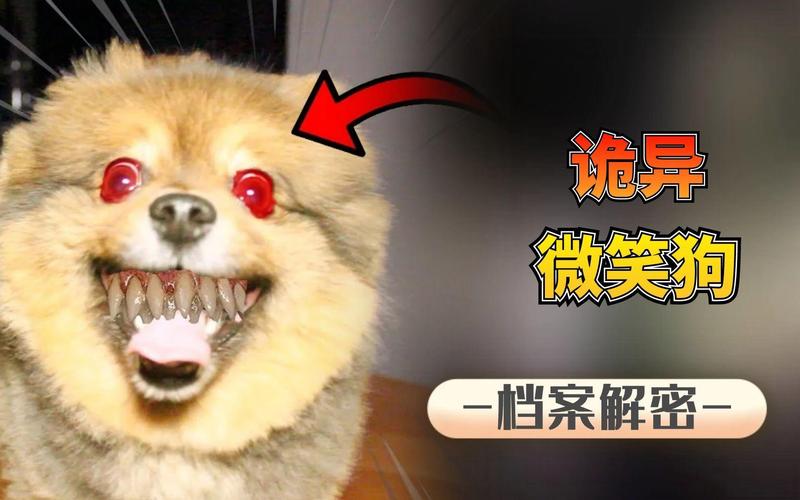 最恐怖的微笑狗？恐怖微笑的狗s？  第4张