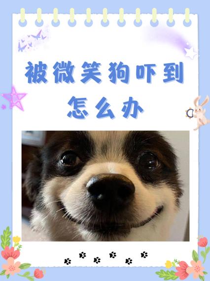 最恐怖的微笑狗？恐怖微笑的狗s？  第6张