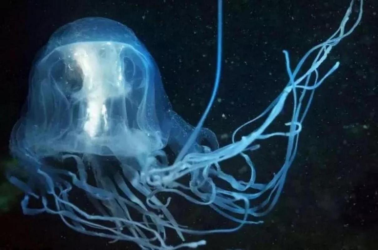 箱水母有多毒，箱水母能毒死鲸鱼吗？  第3张