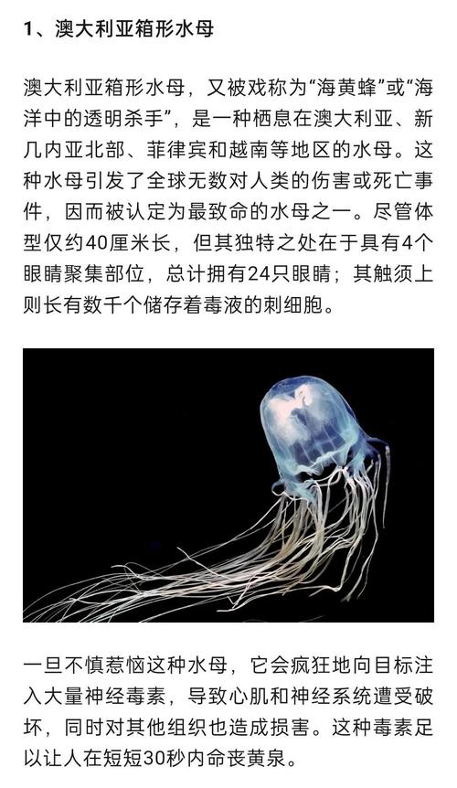 箱水母有多毒，箱水母能毒死鲸鱼吗？  第5张