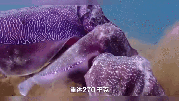 80米乌贼真的存在吗，乌贼能有多大  第4张