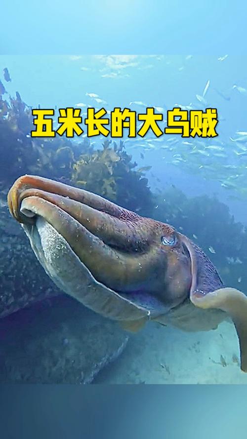 80米乌贼真的存在吗，乌贼能有多大  第5张