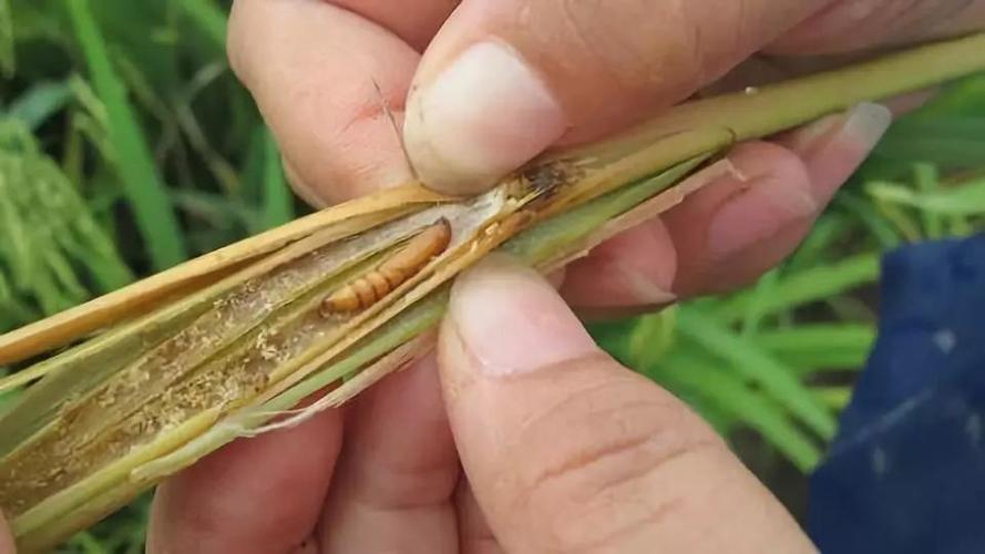 玉米男孩背上的虫子？玉米男背后的虫？  第4张