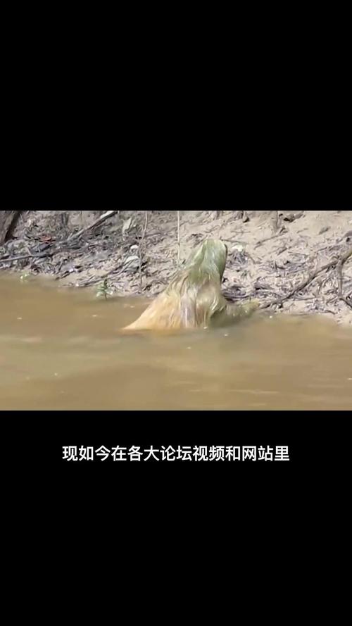 水猴子长什么样图片，水猴子到底长什么样子  第2张