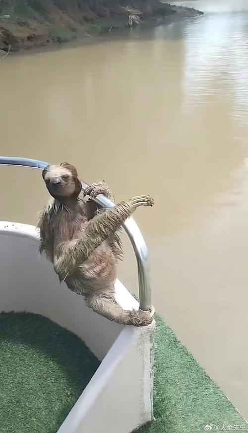 水猴子长什么样图片，水猴子到底长什么样子  第4张
